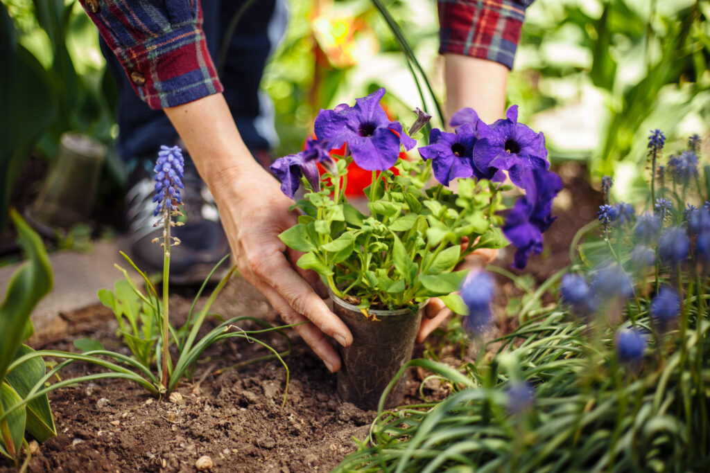 花壇に何も植えない場合の対応策