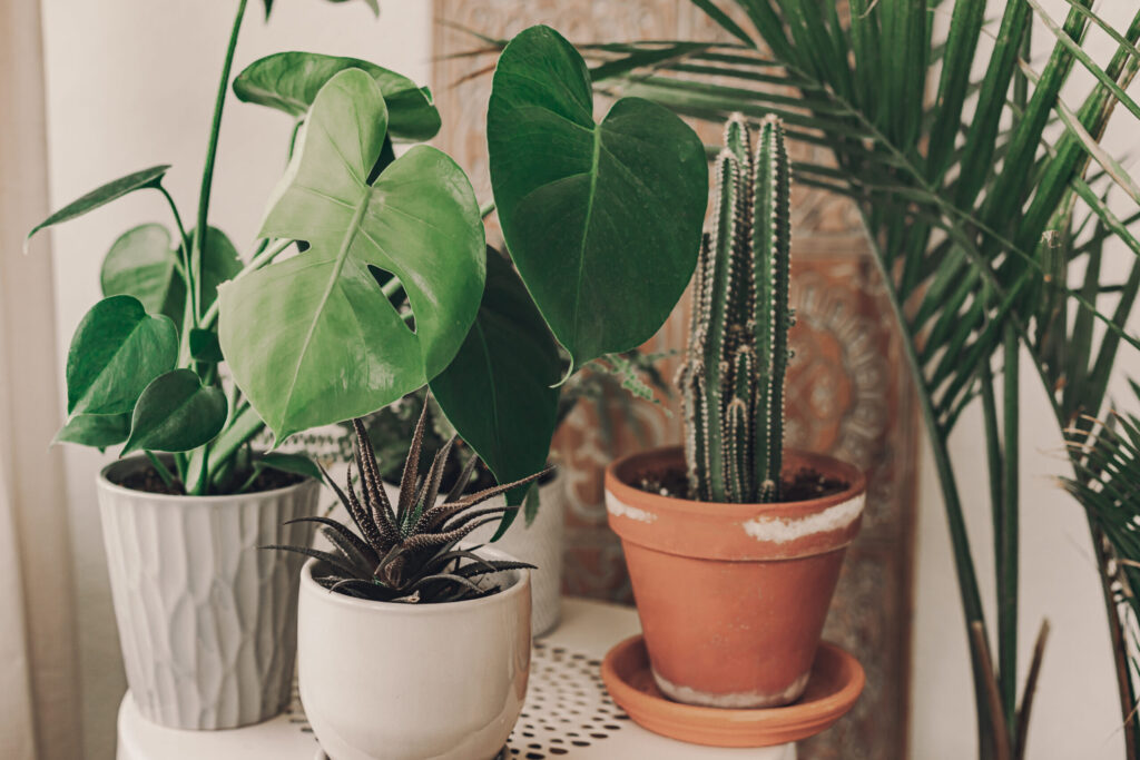 植物の剪定は普通のハサミで切っても大丈夫?
