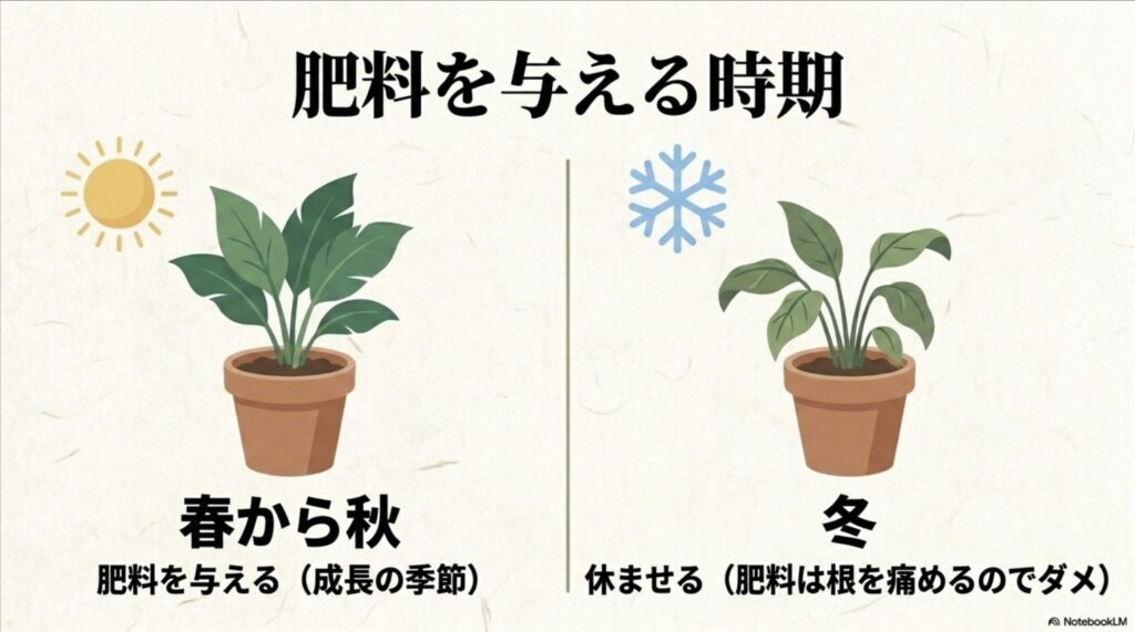 観葉植物の肥料は成長の季節である春から秋に与え、冬は根を傷めるため休ませるという時期の目安