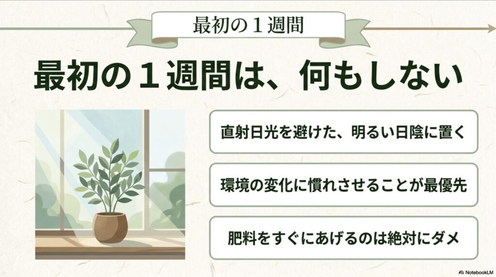 最初の1週間は直射日光を避けた明るい日陰に置き、肥料を与えずに環境に慣れさせることを最優先にするという解説図