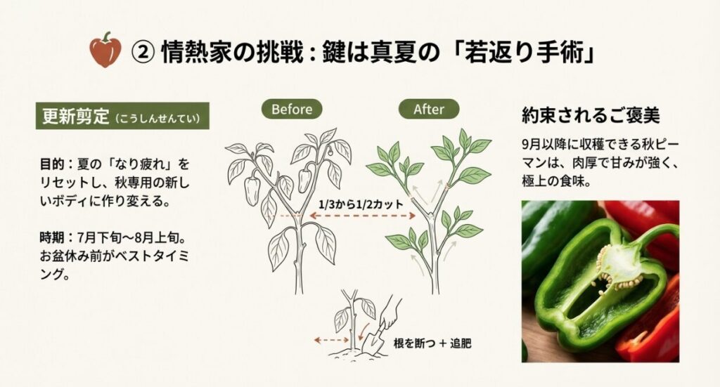 夏の疲れを取る更新剪定の図解。枝を1/3から1/2カットし、根を切って追肥を行う手順。