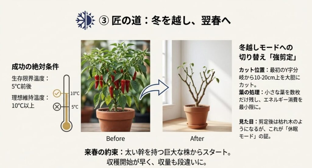 室内で冬越しさせるための強剪定図解。Y字分岐の上で大胆にカットし、休眠モードにする様子。