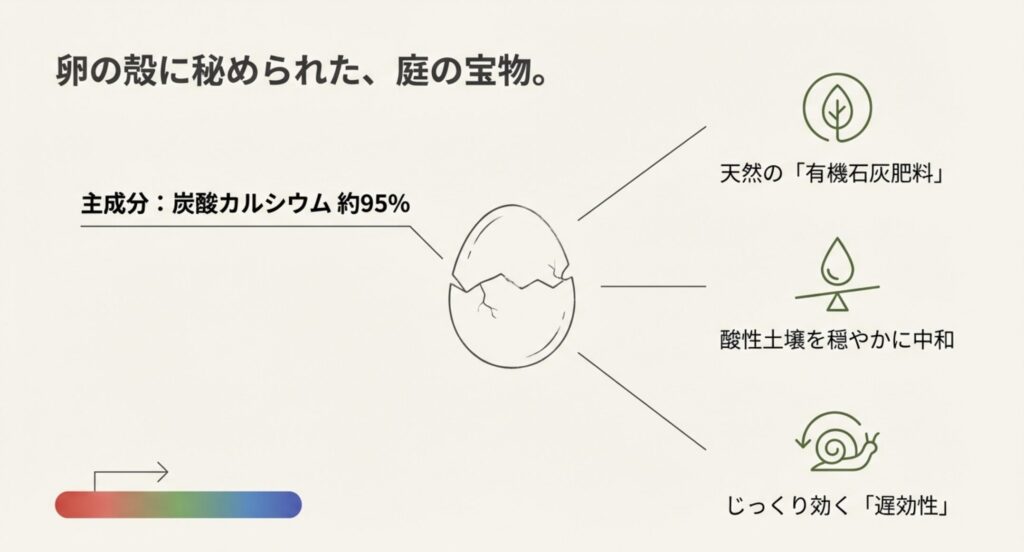 卵の殻の主成分が炭酸カルシウム約95%であり、酸性土壌を穏やかに中和する遅効性の肥料であることを説明した図