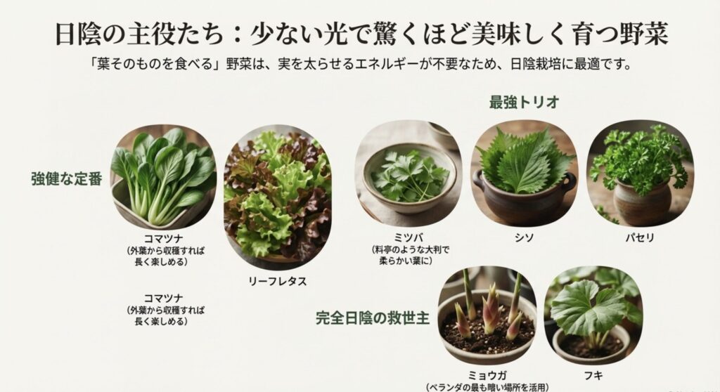コマツナ、ミツバ、リーフレタス、シソ、パセリ、ミョウガ、フキなどの写真一覧。少ない光でも柔らかく美味しく育つ、日陰栽培に適した野菜の紹介スライド。