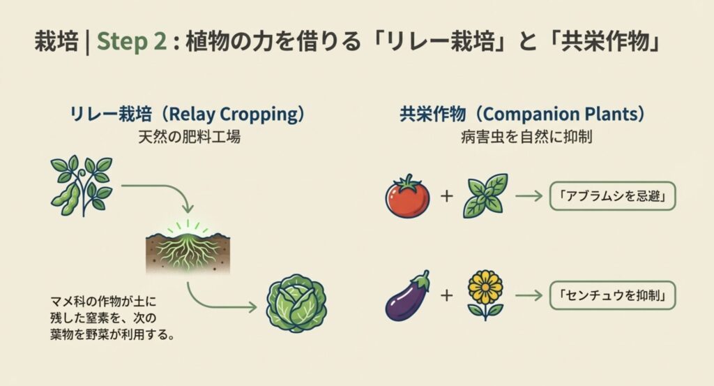 マメ科による窒素固定の仕組みと、ナスとマリーゴールドによるセンチュウ抑制効果の図解