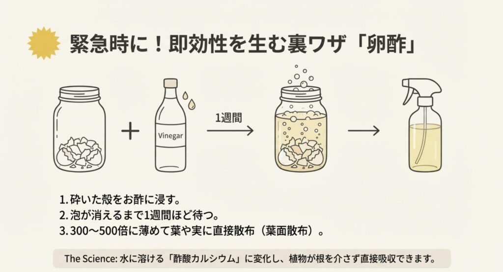 瓶に入れた卵の殻にお酢を注ぎ、1週間発泡させて作る「卵酢」の作り方と、水で薄めて葉面散布するまでの手順イラスト。
