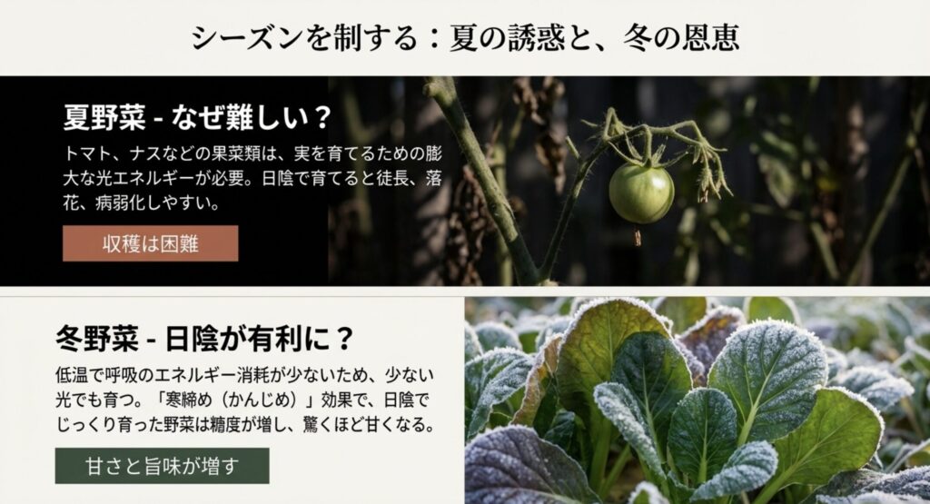 霜に当たった冬野菜の写真。夏野菜は日照不足で失敗しやすいが、冬野菜は寒締め効果で甘みと旨味が増すという日陰栽培の利点を解説したスライド。