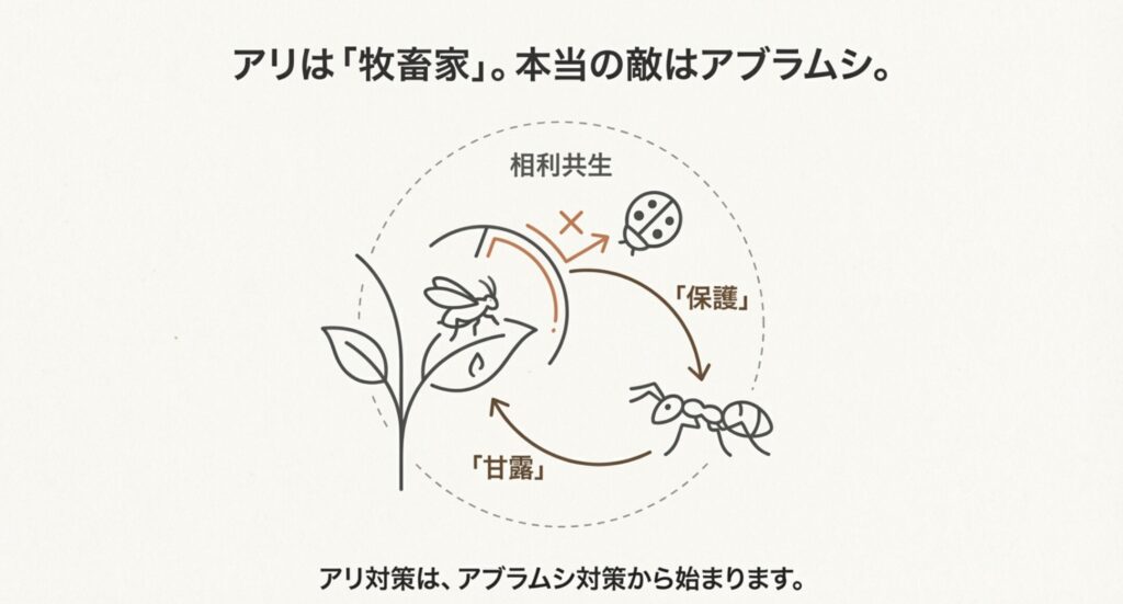アリがアブラムシから甘露を受け取り、代わりに天敵から保護する相利共生の仕組み図。