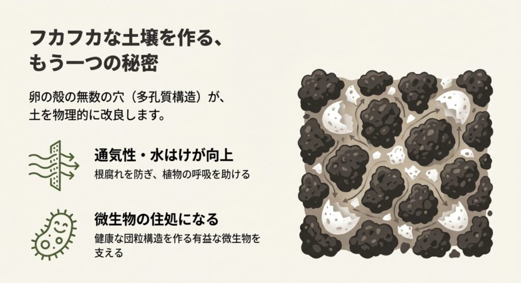 卵の殻にある無数の穴（多孔質構造）が通気性・水はけを向上させ、微生物の住処となって土壌改良を助ける様子を描いたイラスト。