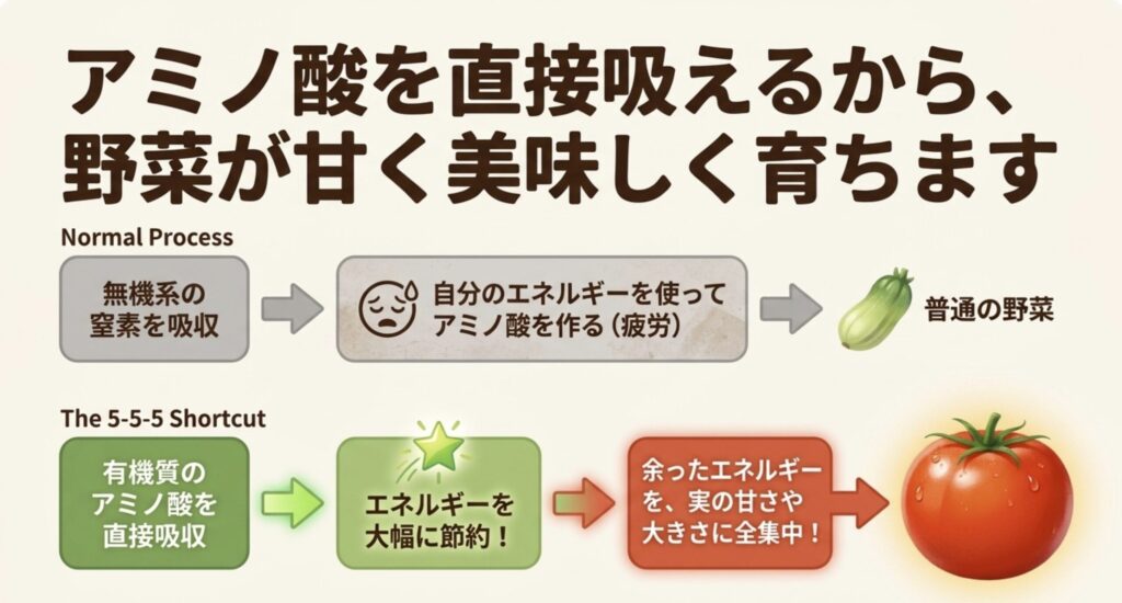 植物が有機質のアミノ酸を直接吸収してエネルギーを大幅に節約し、野菜が甘く美味しく育つ仕組みの図