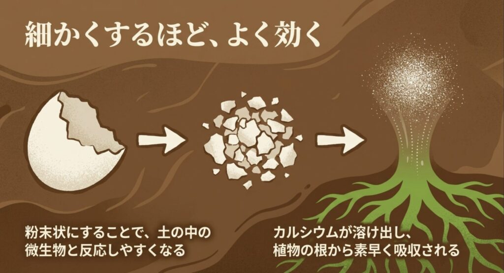 卵の殻は細かく粉末状にするほどカルシウムが溶け出しよく効く