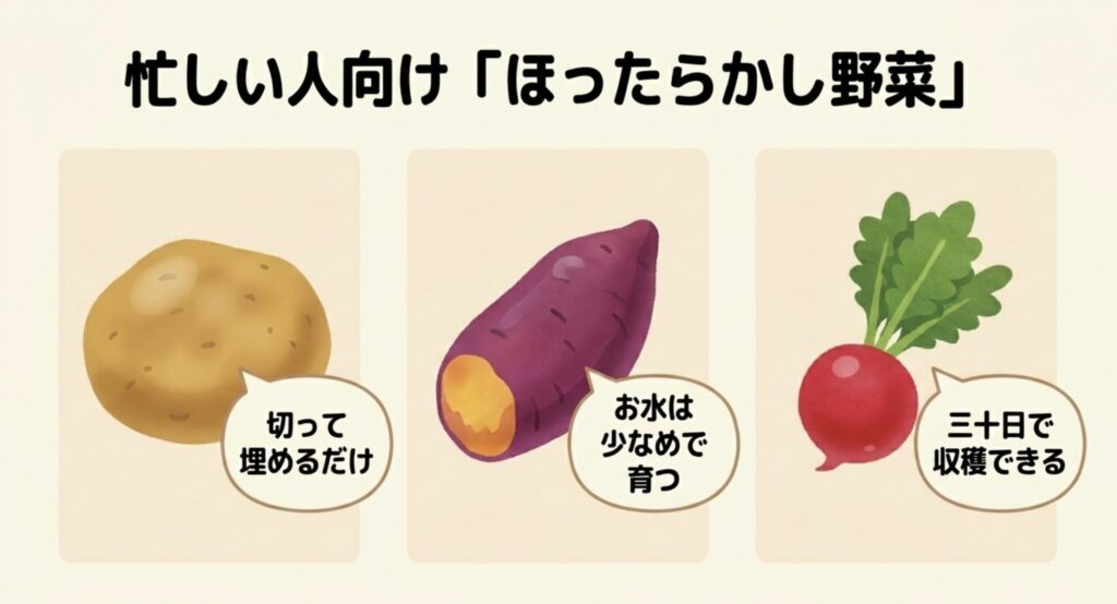 水やりが少なめで30日で収穫できるなど、忙しい人に適したほったらかし野菜の特徴