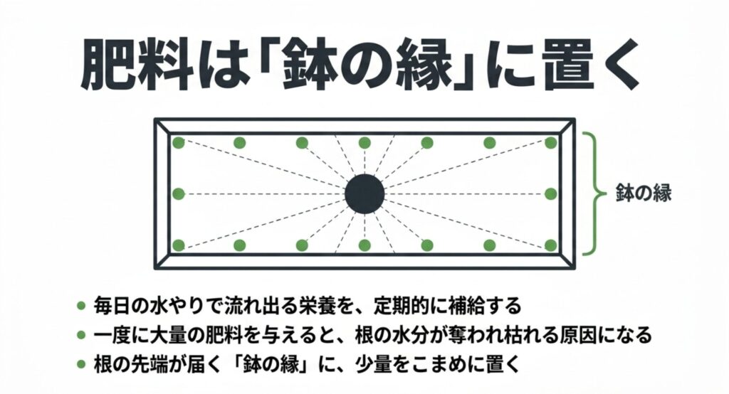 肥料焼けを防ぐため、根の先端が届くプランターの縁に沿って少量の肥料を置く図解