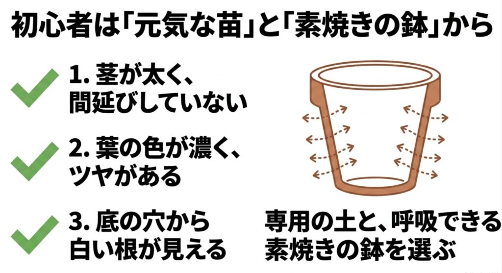 初心者は「元気な苗」と「素焼きの鉢」から。茎が太く葉の色が濃い苗の選び方と、呼吸できる素焼き鉢のイラスト。