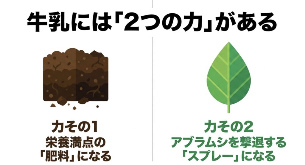 牛乳には栄養満点の肥料になる力と、アブラムシを撃退するスプレーになる2つの力がある