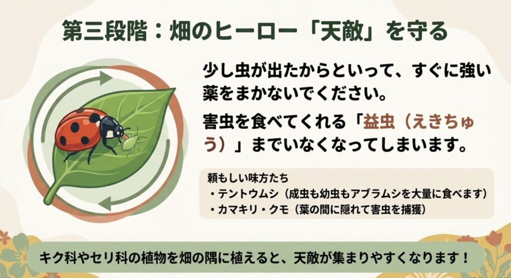 第三段階として、畑のヒーローである天敵（テントウムシ、カマキリ、クモなど）を守り、害虫を食べてもらう仕組みを解説。キク科やセリ科の植物を植えて益虫を呼び込む方法を提案しています。