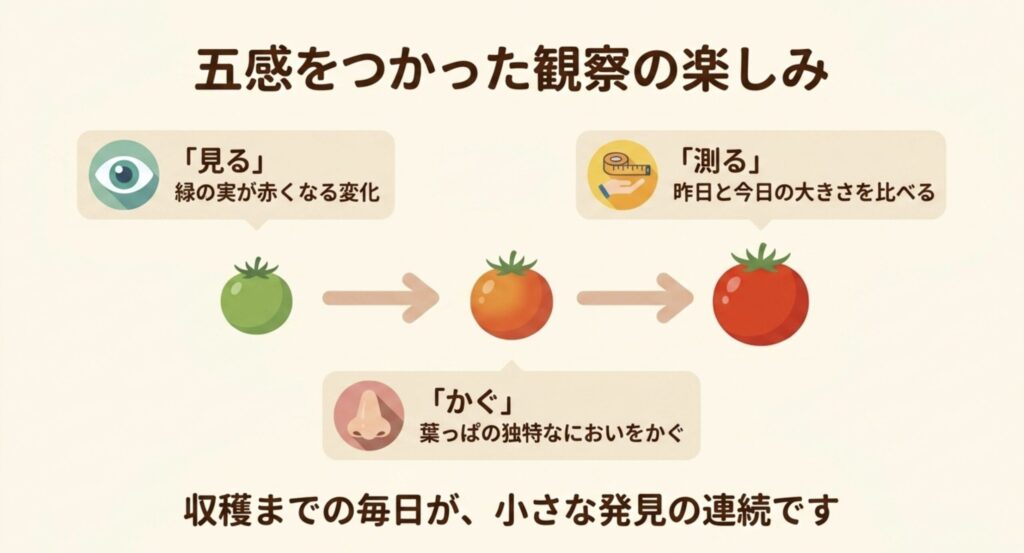 色の変化を見る、大きさを測る、独特なにおいを嗅ぐなど、五感を使って野菜の成長を観察する楽しみ方の図解