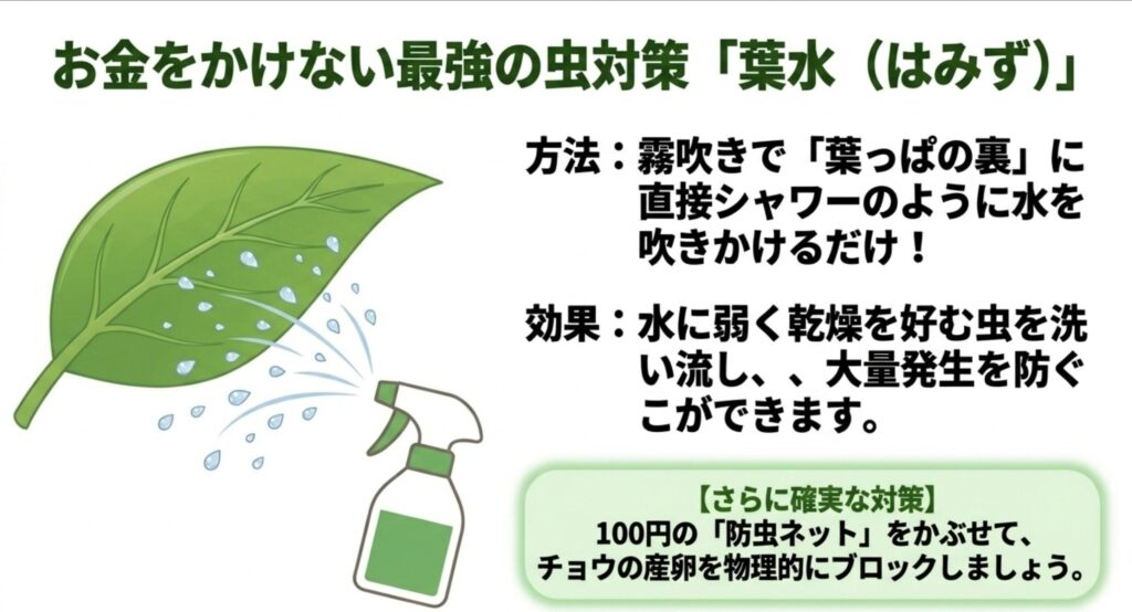 葉っぱの裏に直接水を吹きかける「葉水」と防虫ネットを活用した、お金をかけない手軽な虫対策のスライド