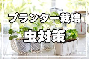 プランター栽培の虫対策！