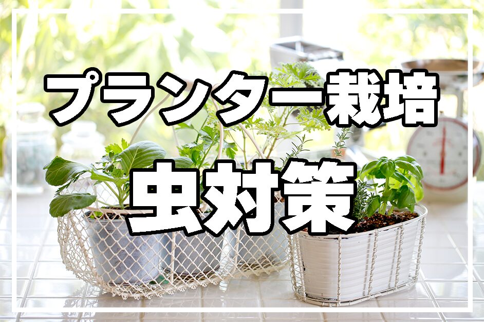 プランター栽培の虫対策！