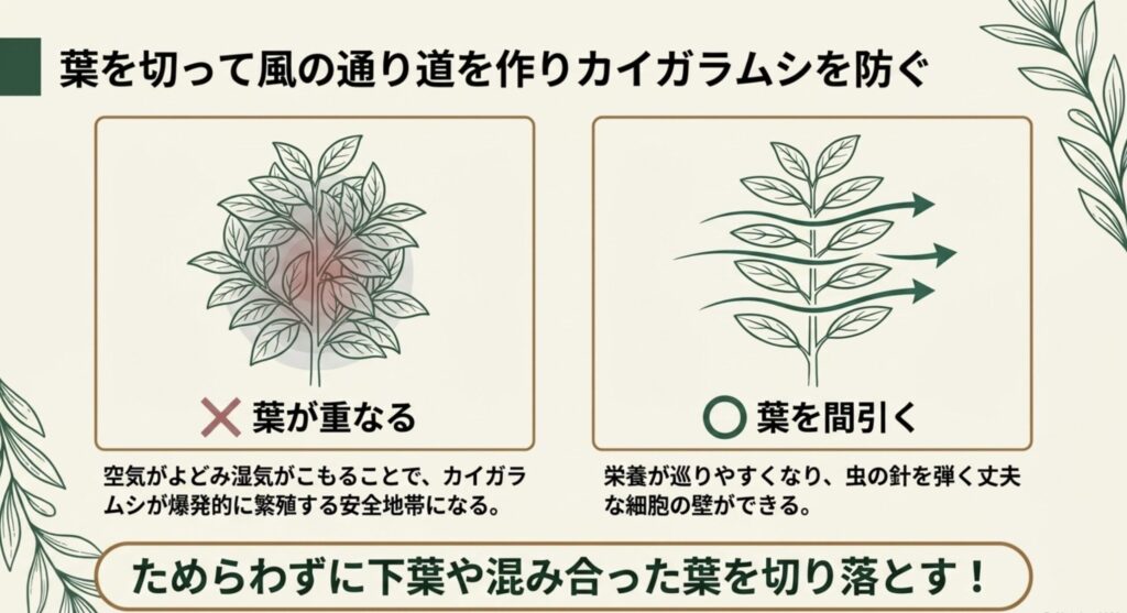 葉を切って風の通り道を作りカイガラムシを防ぐ。葉が重なる状態を避け、葉を間引くことで丈夫な細胞を作る。