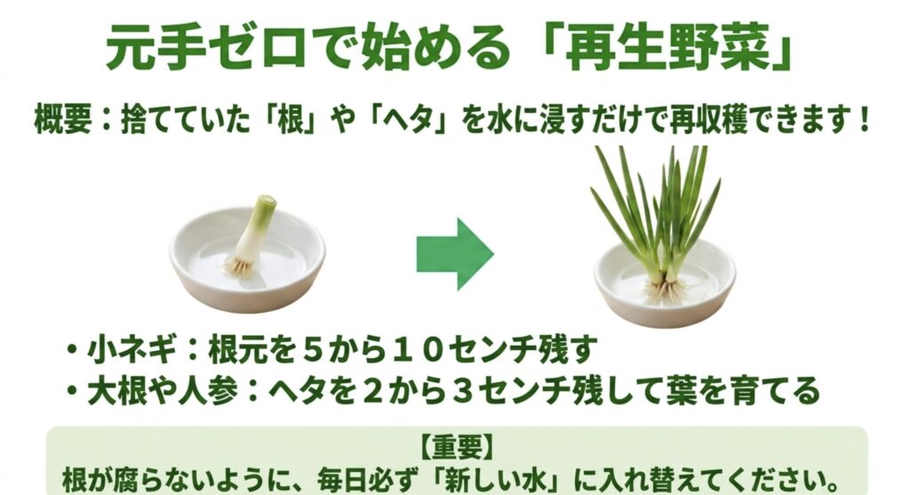 小ネギや大根などの根やヘタを水に浸して再収穫する、元手ゼロで始める再生野菜（リボベジ）のやり方と水替えの注意点のスライド