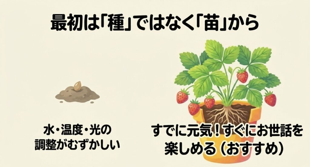 水や温度の調整が難しい種まきを避け、すでに元気な状態から始められる「苗」のメリットを図解