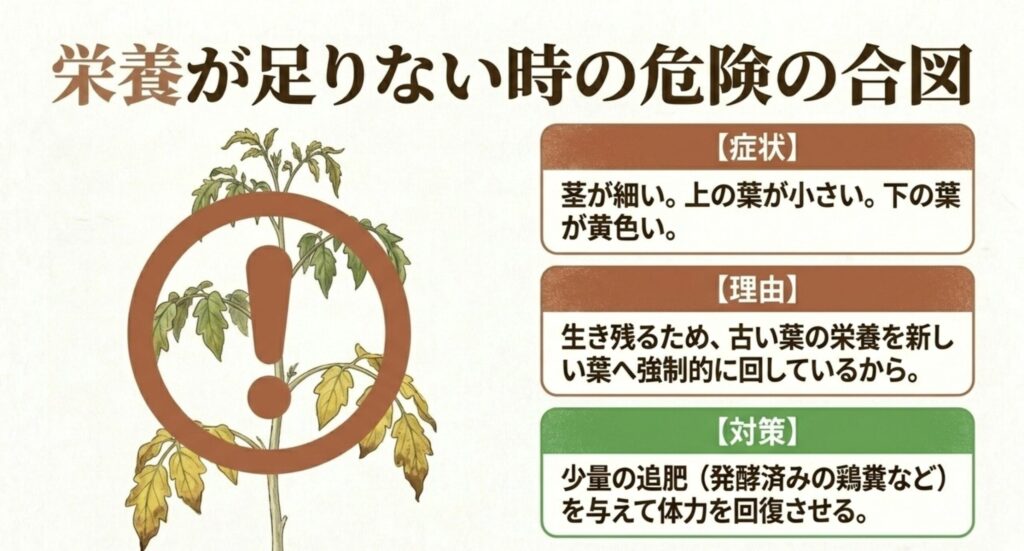 ミニトマトの栄養が足りない時の危険の合図。茎が細い、上の葉が小さい、下の葉が黄色いなどの症状と、少量の追肥による対策