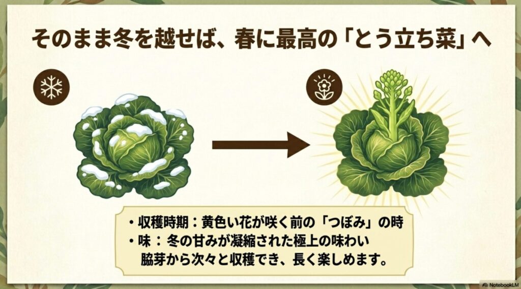 冬越しした結球しない白菜から春に収穫できる最高に美味しい「とう立ち菜」