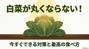 白菜が丸くならない時の対策と美味しい食べ方ガイド
