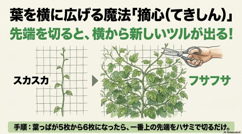 ゴーヤの葉がスカスカになるのを防ぐ魔法、葉っぱが5〜6枚になったら一番上の先端をハサミで切る摘心の方法