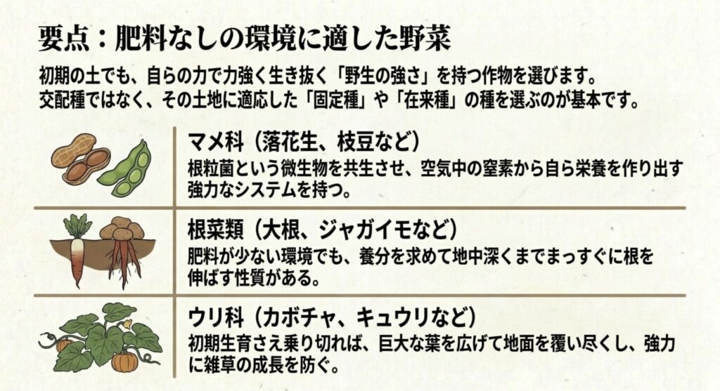 マメ科、根菜類、ウリ科など、肥料なしの環境に適した野菜の特徴とイラスト