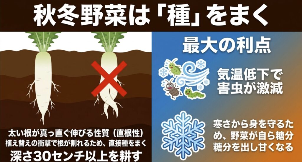 秋冬野菜は種をまく。直根性のため植え替えを避け、気温低下による害虫激減や野菜が甘くなるメリットを示す図解